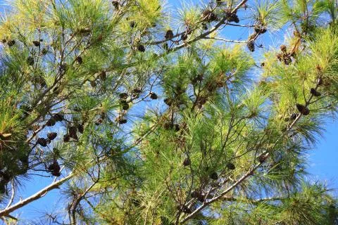Needles, branches and pine cones, background Stock Photos