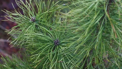 Needles on the branches of young pines in a forest nursery. Stock Footage 170179187