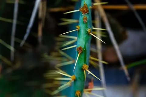 Needles of a cactus. Spider web on cactus needles. Natural texture. Macro Stock Photos