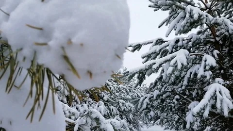 The needles of the Christmas tree are smeared with snow Stock Footage 100360017