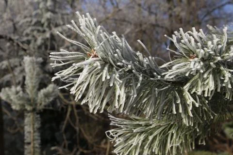 Needles close-up Stock Photos