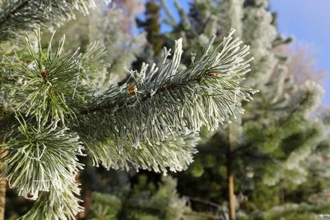 Needles close-up Foto stock