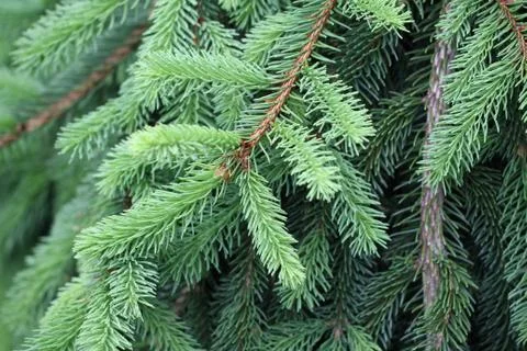 Needles close-up Stock Photos