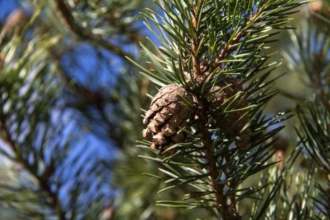 Needles close-up Stock Photos