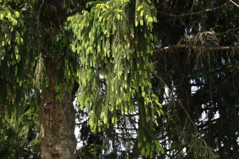 Needles close-up Stock Photos