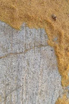 Needles on concrete Stock Photos