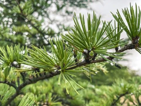 Needles of a fir tree with small drops on it during a rainy day. Foto stock