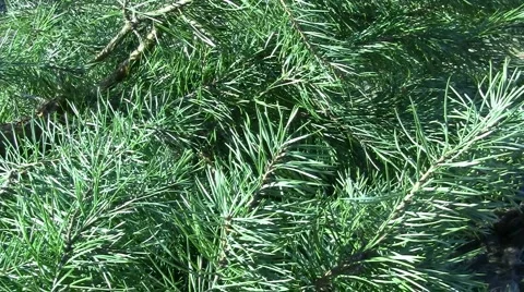 Needles Video stock 5188163