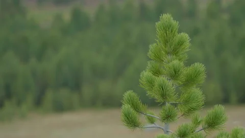 Needles Stock Footage 163835389