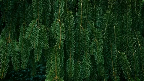 Needles of green pine tree outside in the forest Stock Footage 102280964