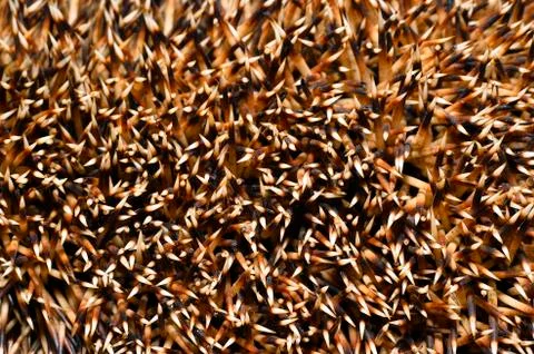 Needles of a hedgehog close up, texture Stock Photos