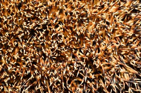 Needles of a hedgehog close up, texture Stock-Fotos