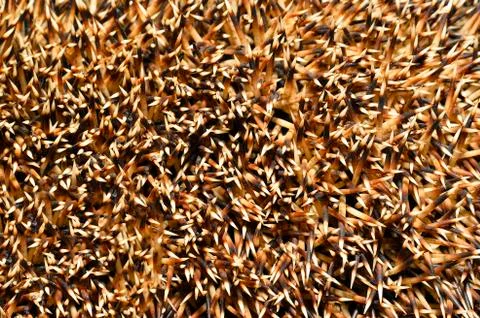 Needles of a hedgehog close up, texture Stock Photos