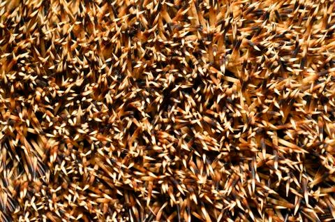 Needles of a hedgehog close up, texture Stock Photos