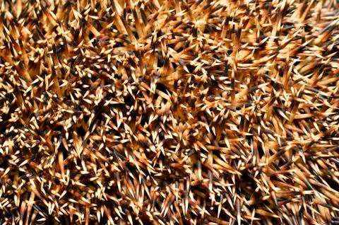 Needles of a hedgehog close up, texture Stock Photos