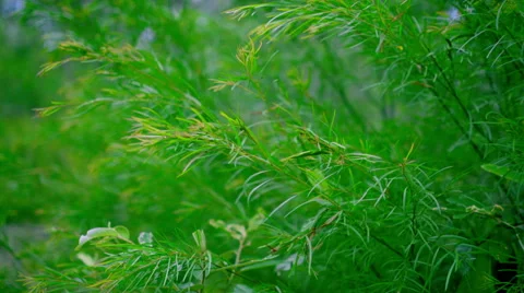 Needles Leaves Moving 4K Stock Footage 59211108