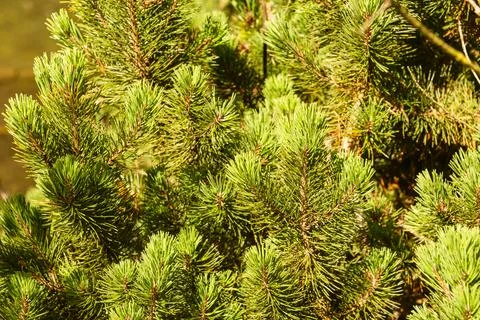 Needles Of A Mountain Pine Stock Photos