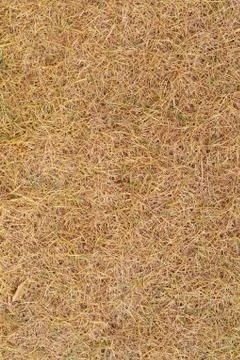 Needles Stock Photos