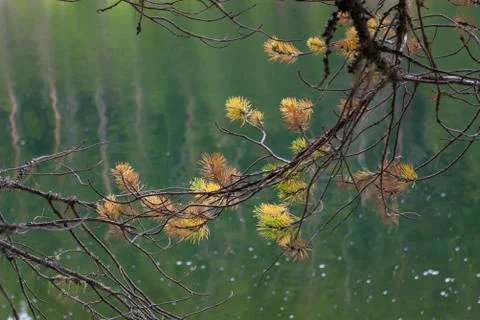 Needles Stock Photos