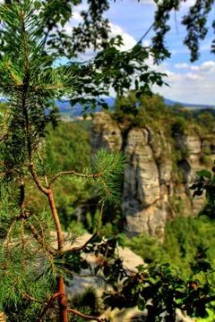 Needles Stock Photos