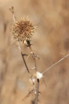 Needles Stock Photos