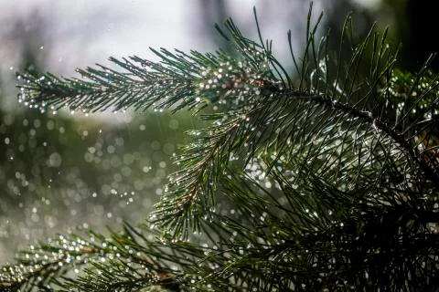 Needles of pine branches on the background of splashing water Stock Photos