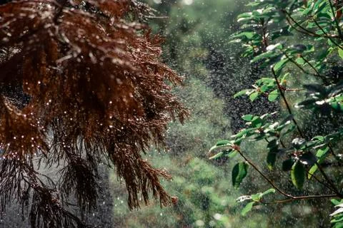 Needles of pine branches on the background of splashing water Stock Photos