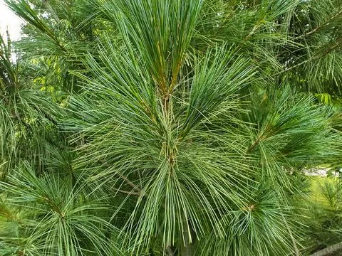 Needles on pine branches. Foto stock