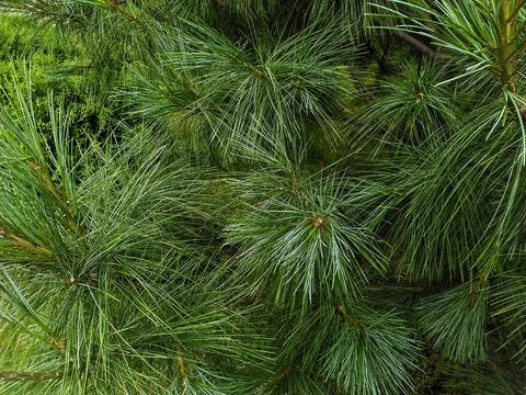 Needles on pine branches. Stock Photos