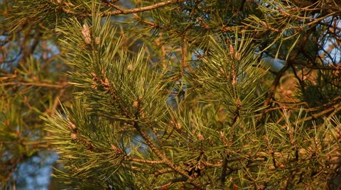 Needles of a pine at branches, sundown Stock Footage 4717525