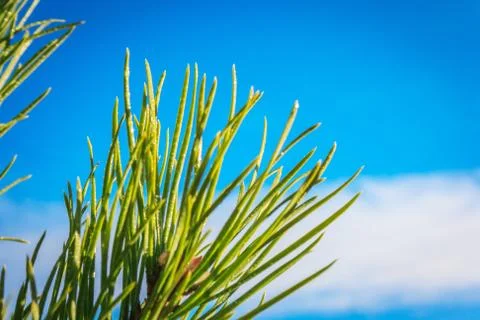 Needles of pine with droplets Stock Photos