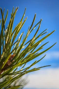 Needles of pine with droplets Stock Photos