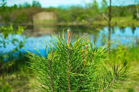 Needles of Pine Stock Photos