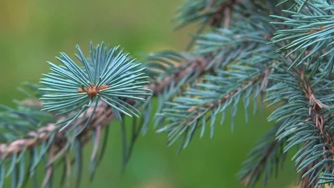 Needles of Pine Tree Stock Footage 81460713