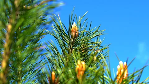 Needles of a pine tree Stock Footage 91906692