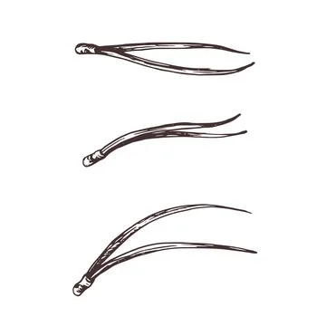 Needles from a pine tree. Graphic botanical illustration hand drawn in brown ink Stock Illustration