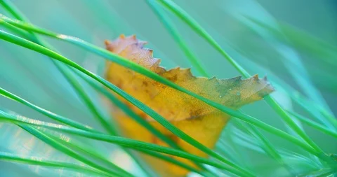 Needles of Pine Tree A green branch of a Christmas tree with sharp needles Video stock 118640405