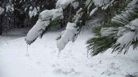 Needles Pine Tree Snow Covered Icicles Moving Wind Natural Park Etna Sicily Vídeos de archivo 150654653