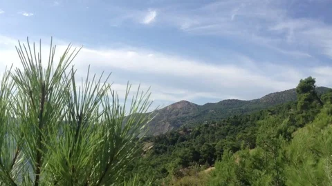 Needles Of Pine Tree in the wind against a blue sky &amp; mountain Forest &amp; sea Stock Footage 119308137