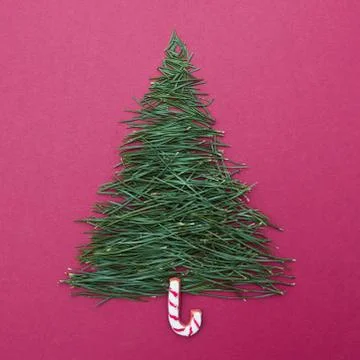 Needles pine trees in the form of tree Stock-Fotos