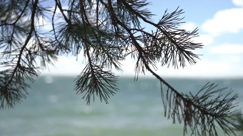 Needles of pine trees over water in rack focus Stockbeeldmateriaal 95798937