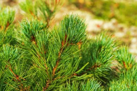 Needles of shrub Dwarf Stone Pine Pinus Pumila. Close-up view of natural floral Stock Photos