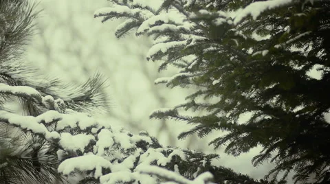 Needles in snow sways in the wind Stock Footage 60563623