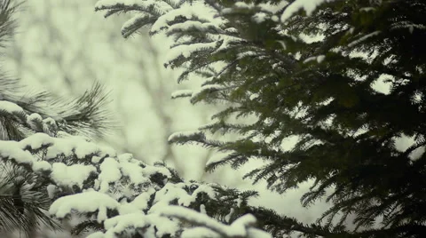 Needles in snow in winter Stock Footage 60390464