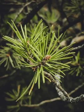 Needles with Sparse Needles Dark Exposure Stock Photos