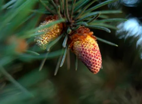 Needles spring Stock Photos
