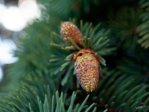 Needles spring Stock Photos