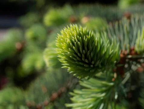 Needles spring Stock Photos