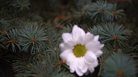 Needles spruce and white flower Stock Footage