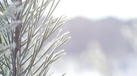 Needles of Spruce in Frost Stock Footage 68772685